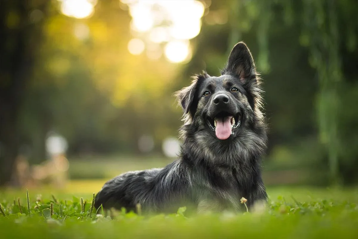 Dog lying in grass with blurred green park background.