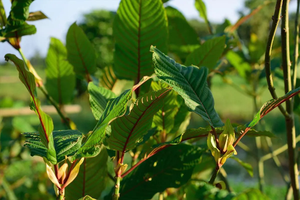 Leaves growing on branches in a lush green outdoor setting.