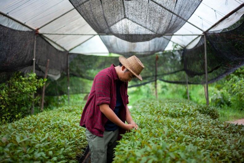 A Thai gardener surveys a Kratom sapling inside a greenhouse.