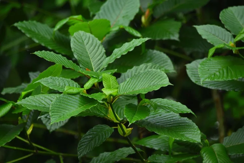 Glossy green leaves growing densely in a lush, natural setting.