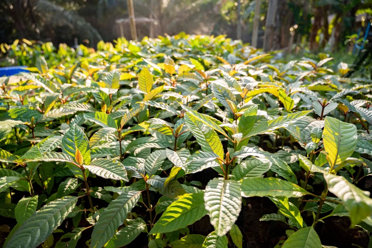 Plants growing abundantly in sunlight in a garden setting.