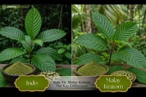 Indo vs Malay Kratom